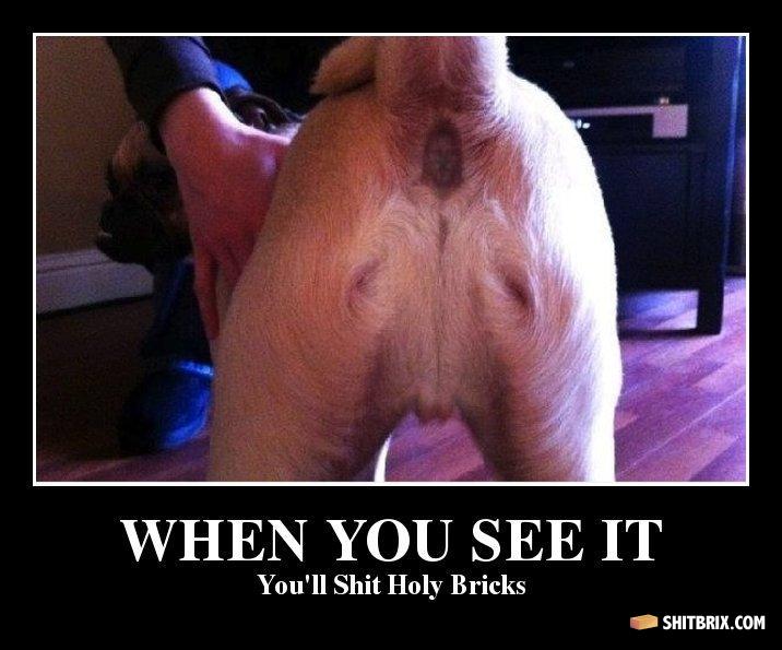 holy-shit-literally-when-you-see-it-you-ll-shit-holy-bricks-528840.jpg