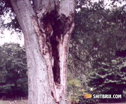 Tree1