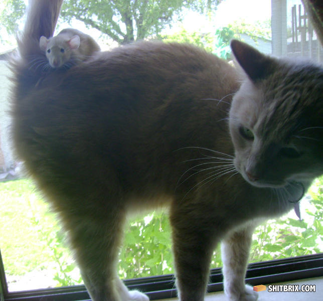 Tabby_surfing