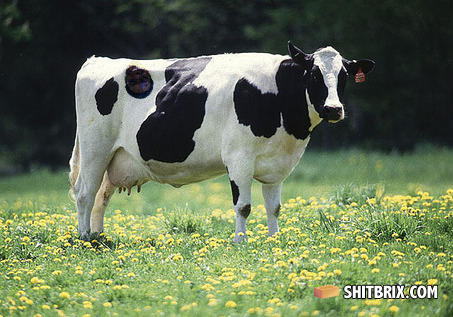 Cow