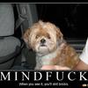 Dog-in-car-81721