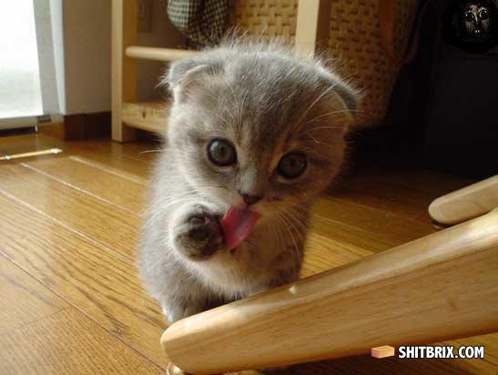 Kitten