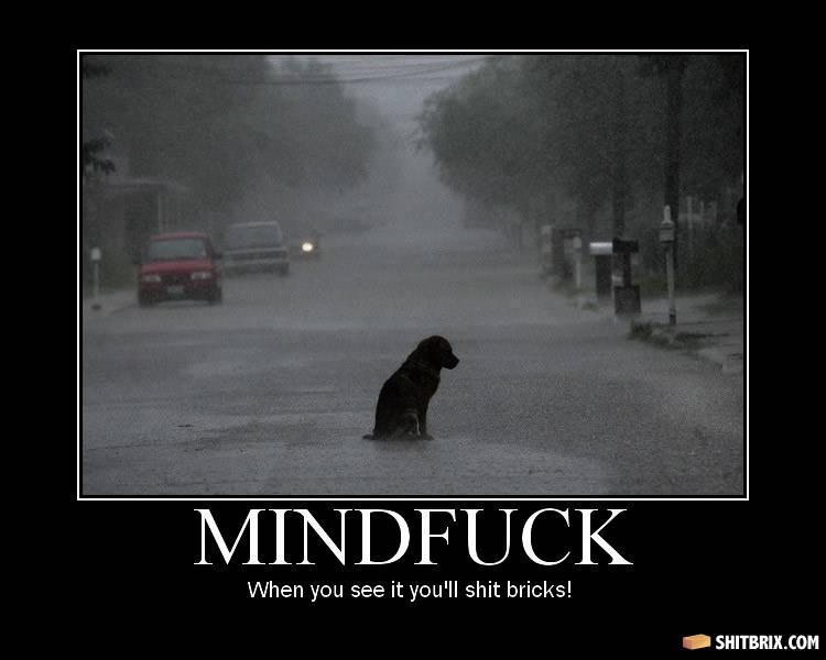 Dog-in-rain-51204