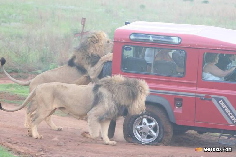 lions porn engine