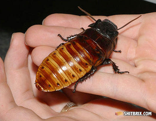 Ap_hissing_roach_080410_ssh