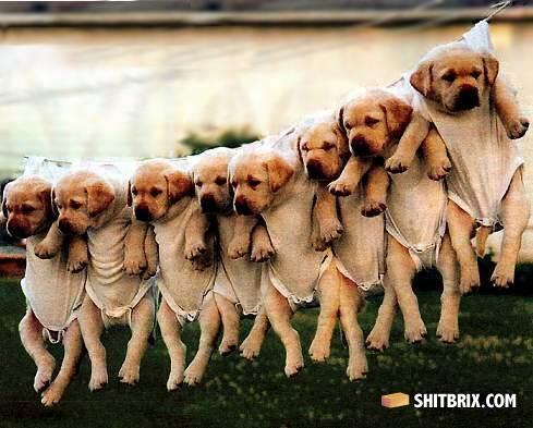 Puppy