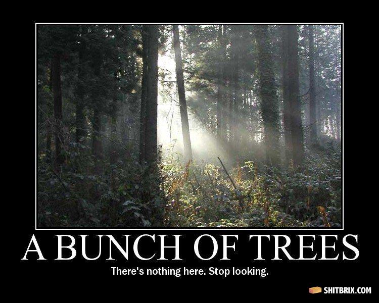 A_bunch_of_trees