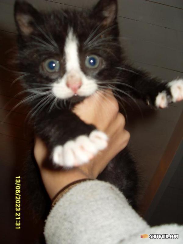 Kattetiss