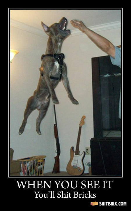 Pitbull_bricks