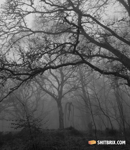 Slenderforest1